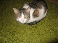 nopple_cat.jpg