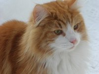 norwegian_forest_cat_in_0.jpg