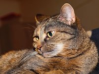 pet_cat_female_cute.jpg