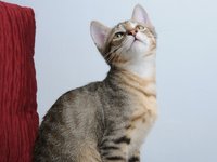 pet_cat_sat_gel_0.jpg