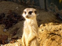 meerkat.jpg