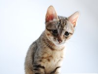 pet_cat_small_cat_2.jpg