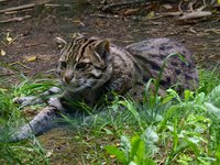 prionailurus_viverrinus_fishing_cat.jpg