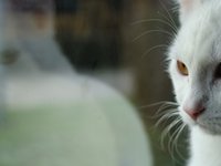 reflection_cats_eyes_two.jpg