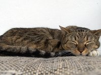 sleeping-cat.jpg