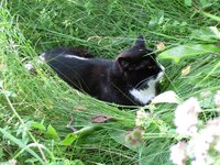 summer_cat_garden_lawn.jpg