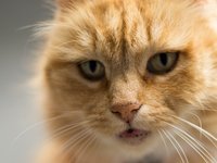 tabby_cat_feline_pet.jpg