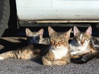 three-street-cats.jpg