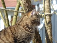 tiger_cat_fluffy_profile.jpg