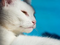 white-cat-001.jpg