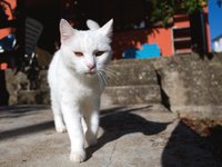 white-cat.jpg