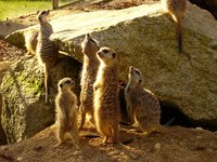 meerkats.jpg