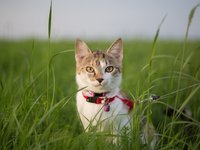 young_cat_meadow_curious.jpg
