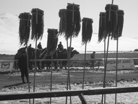 mongolia-camel-race.jpg