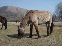 mongolian-horse.jpg
