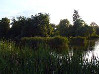pond-in-city-park.jpg
