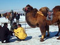 mongolians-racing-camel.jpg