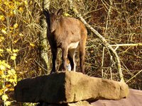 mountain-goat.jpg