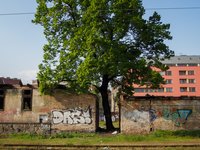 tree-in-the-city.jpg