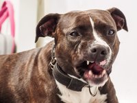 angry-dog.jpg