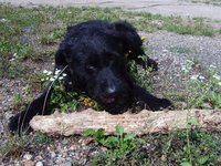 big-dog-with-tree-branch.jpg