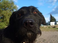 black-dog-face-001.jpg