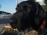 black-dog-face.jpg