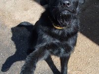 black-dog-gives-paw.jpg