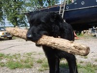 black-dog-wood.jpg