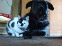 dog-cat-friends.jpg
