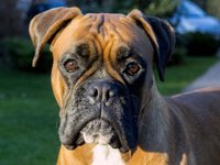 dog-face.jpg