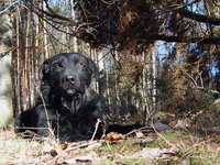 dog-in-forest.jpg