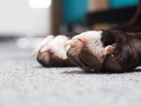 dog-legs-and-claws.jpg