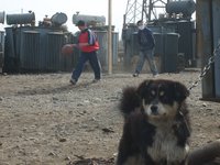 dog-mongolia.jpg