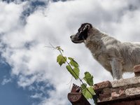 dog-standing-on-the-roof.jpg
