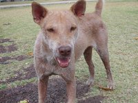 photo-dog-thailand.jpg