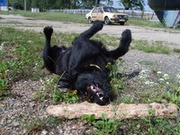 playing-black-dog.jpg