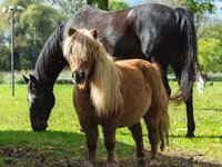 pony-and-horse.jpg