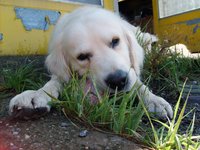 white-dog-eats.jpg