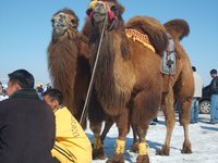 racing-camel-mongolia.jpg