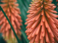 aloe-vera-flower.jpg