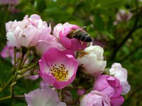 bee-blossom.jpg