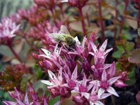 bee-on-the-blossom.jpg