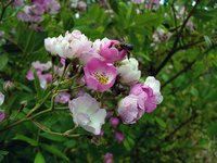 blossom-bee.jpg