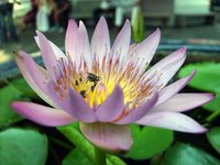 blossom-lotus.jpg