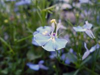 blossom-photo.jpg