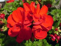 blossom-red.jpg