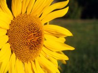 blossom-sunflower.jpg