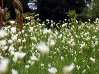 blossoming-meadow-001.jpg
