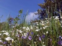 blossoming-meadow.jpg